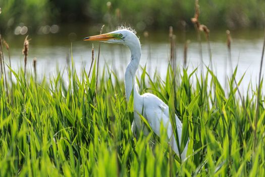 White heron chick sitting in the nest