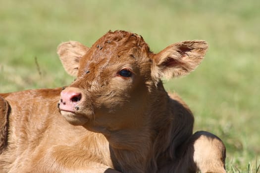 Detail view of a brown calf