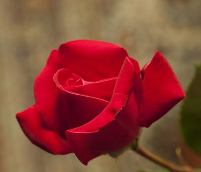 Close up of a beautiful red rose 