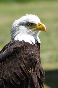 Detailed view of a bald eagle (Haliaeetus leucocephalus)