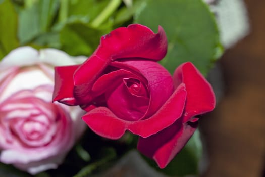 Close up of a beautiful red rose in a bunch