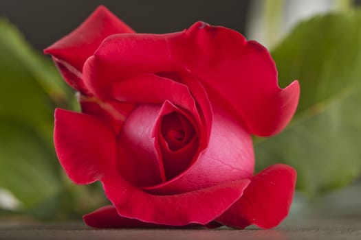 Close up of a beautiful red rose 