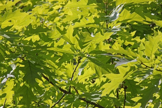 oak tree foliage at spring