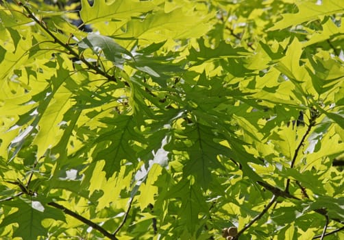 close up of green oak tree leaves