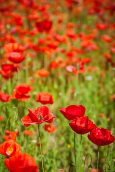 red poppy meadow field by the road