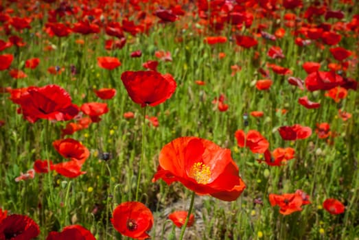 red poppy meadow field by the road