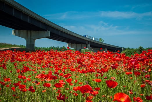 red poppy field near highway road