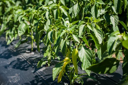 green chilli peppers plant on farm