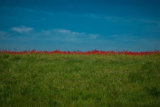 field with green grass and red poppies against the sky