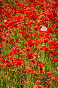 red poppy meadow field by the road