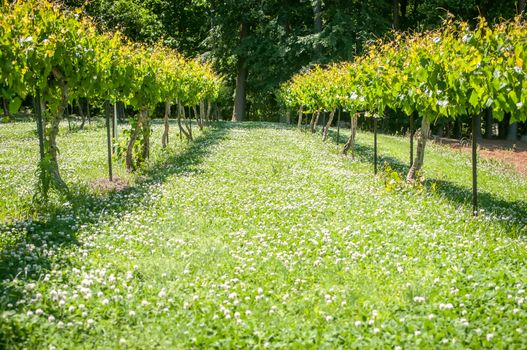 at the vineyard farm on a bright sunny day