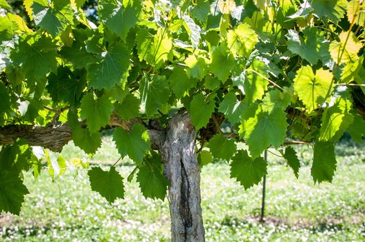 at the vineyard farm on a bright sunny day