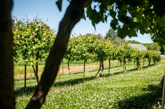 at the vineyard farm on a bright sunny day