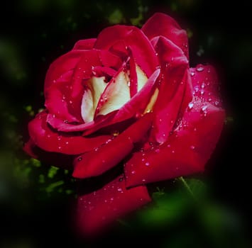 red rose with water drops