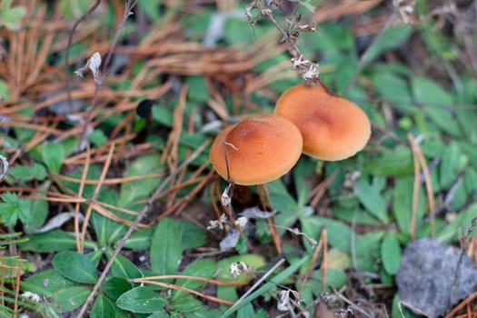Two brown mushrooms on a ground
