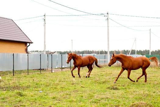 Two red horses running in front of fence
