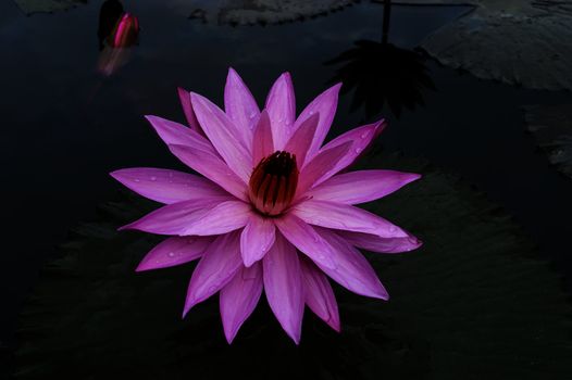 Nimphaea with Rain Drops. North Sumatra, Indonesia.