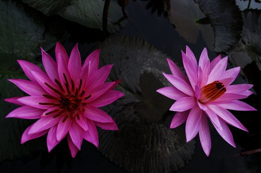 Couple of Nimphaea in Lake Toba. North Sumatra, Indonesia.