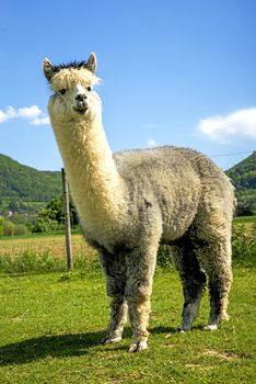 Alpaca looking curious