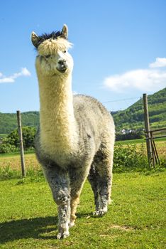 Alpaca looking curious