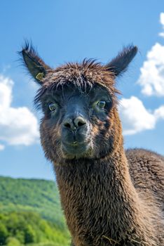 Alpaca looking curious