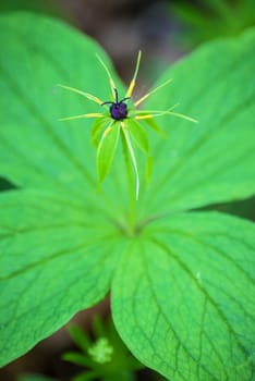 true lover's knot, Paris quadrifolia