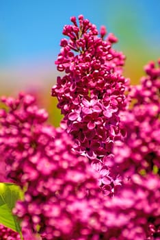 syringa