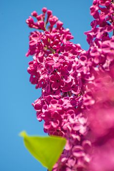 syringa