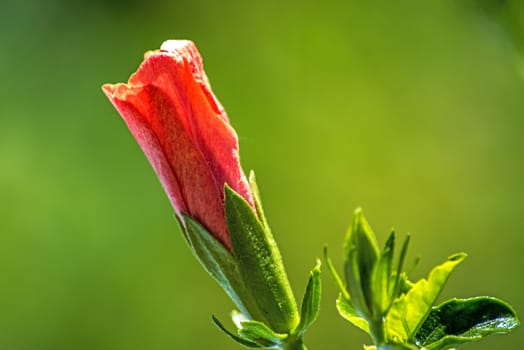 hibiscus bloom