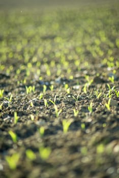 corn seedlings