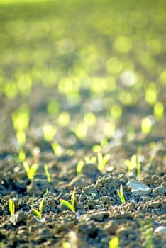 corn seedlings