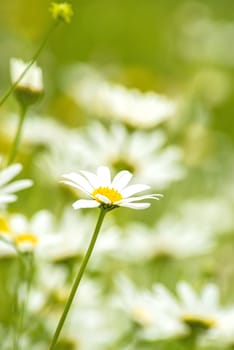 marguerite