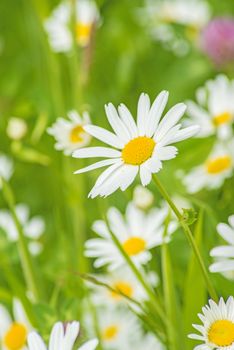 marguerite