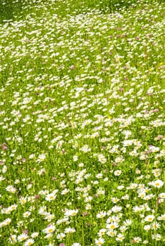 meadow with marguerite