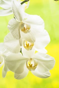 Orchid bloom