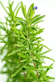 rosemary