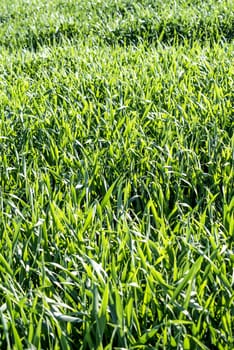 The renewable resource szarvasi grass for multiple purpose