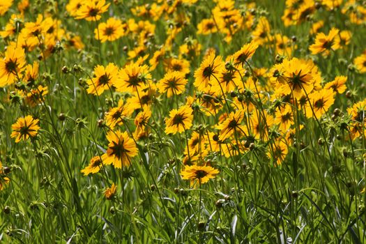 yellow flowers on flower bed