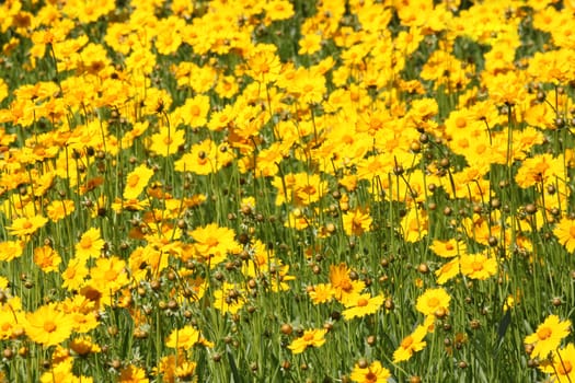 flowerbed with yellow flowers