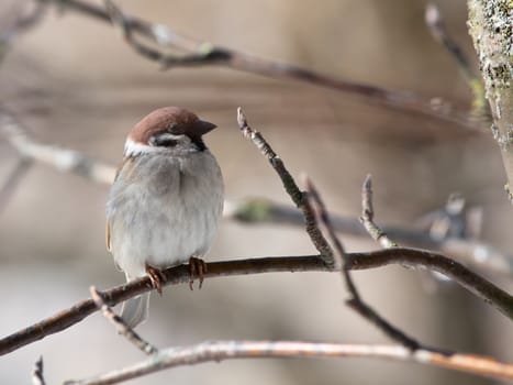 The bird a sparrow sits on a mountain ash branch