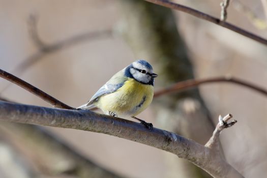 The blue titmouse sits on a mountain ash branch