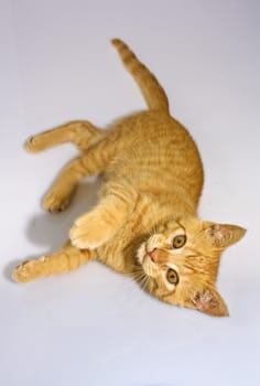 a orange cat - stil life