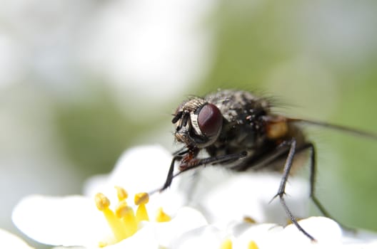 Macro of a housefly, musca domestica, feeding on the pollen of a flower.