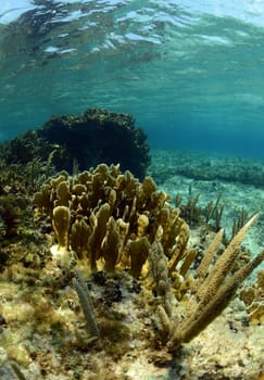 Natural underwater seascape with gorgonian and coral