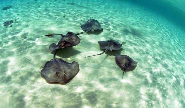 A group of stingrays swimming in the ocean in the Bahamas