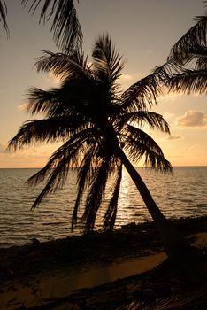 Palm tree silhouette and ocean in tropical location