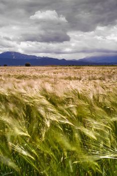 approaching storm over wheat field blown by the wind