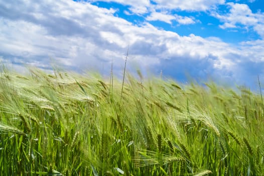 wind blowing over wheat crop against blue cloudy sky