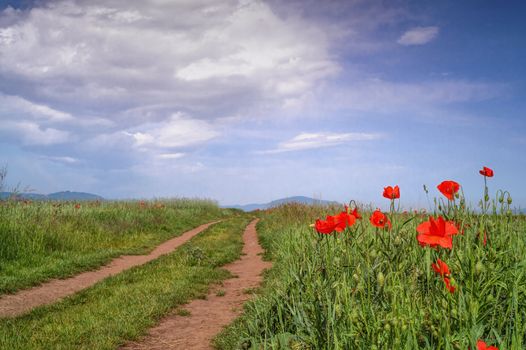 poppy flowers next to a road in a field in summer