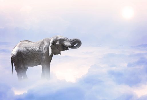 A elephant standing on the mystic clouds